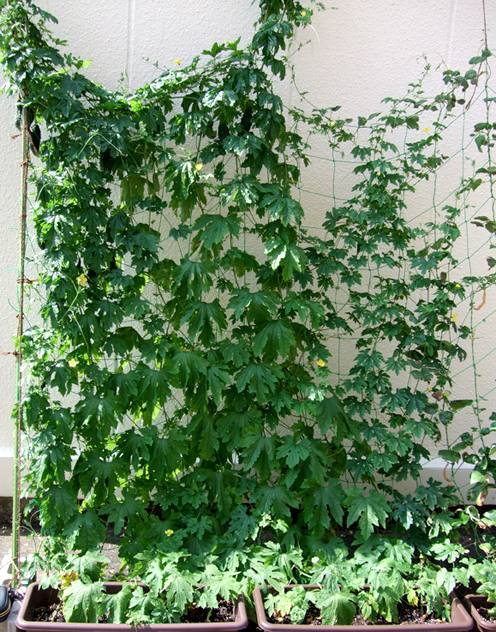 ゴーヤのグリーンカーテン