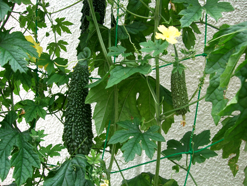 ゴーヤのグリーンカーテン