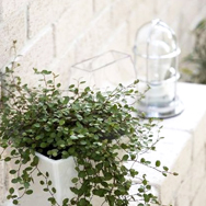 ラスティックモダンのお庭