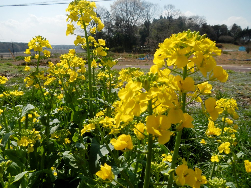 【お庭と食卓】冬野菜に別れを告げて、春夏野菜の...