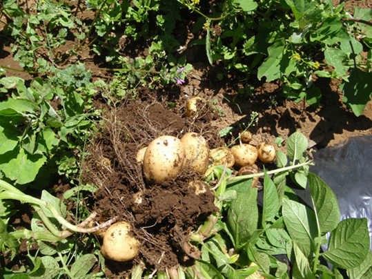 【お庭と食卓】収穫の楽しみ、管理の楽...