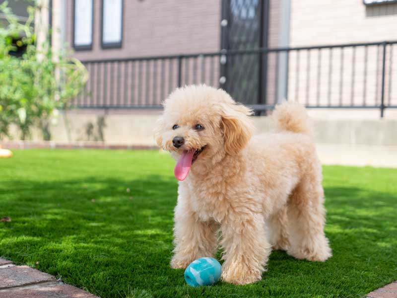 人工芝でワンちゃんも楽しめるお庭にリガーデン
